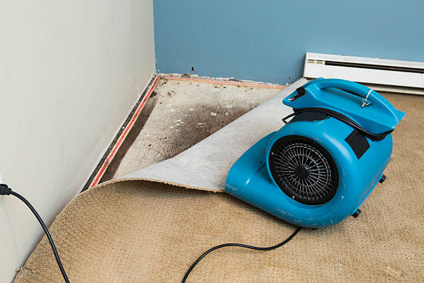 Best Flood damage cleanup  in Lindstrom, MN